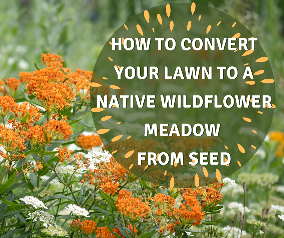 How to Convert Your Lawn to a Native Wildflower Meadow from Seed in front of a Butterfly Milkweed meadow