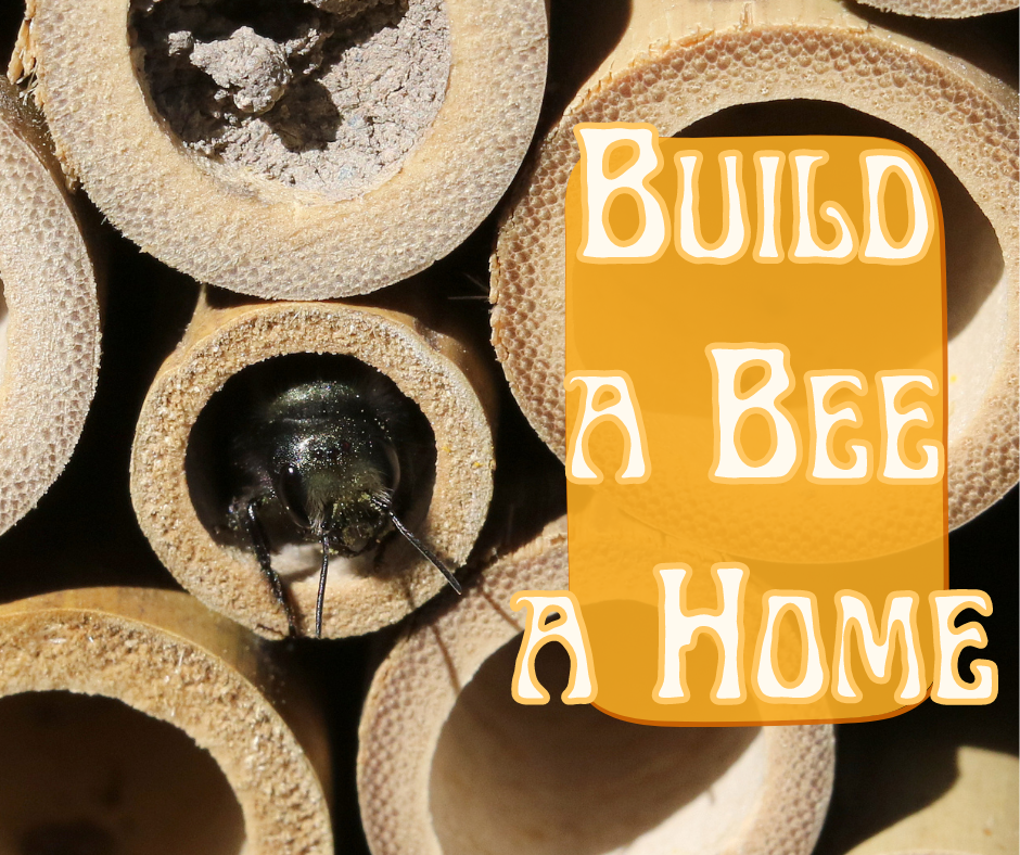 Text: Build a Bee a Home Image: A close up of a Mason Bee in a Mason Bee House