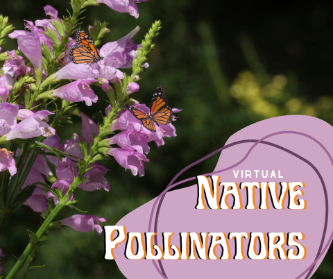 Text: Virtual Native Pollinators Image: Two Monarch Butterflies and a Honey Bee rest on a lavender Obediet Plant