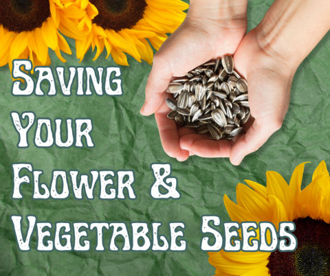 Saving Your Flower and Vegetable Seeds
