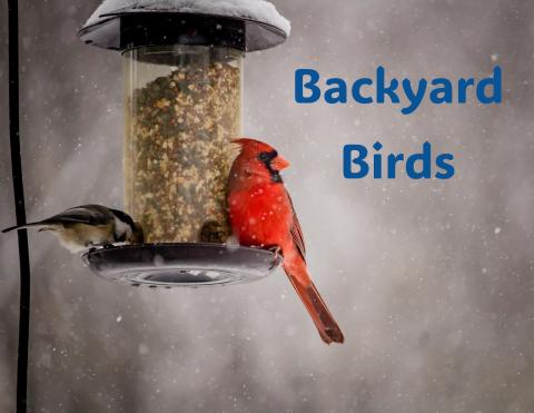 Backyard Birds