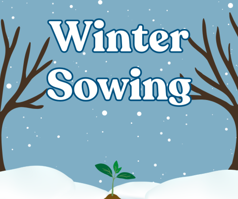 Winter Sowing