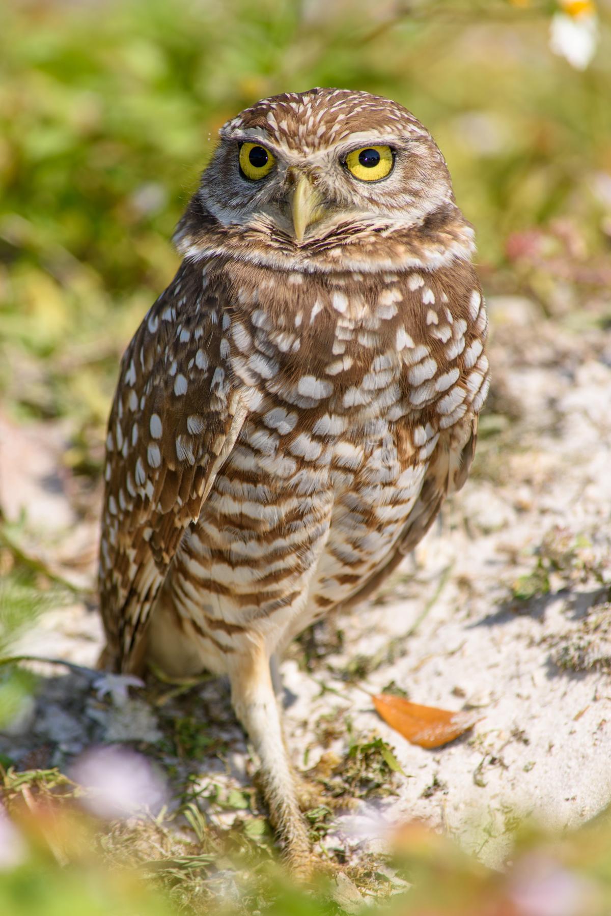 Owl